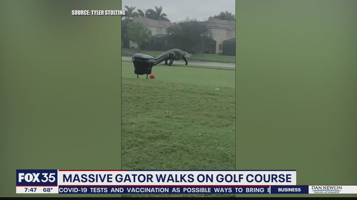 Massive gator takes a stroll on Florida golf course